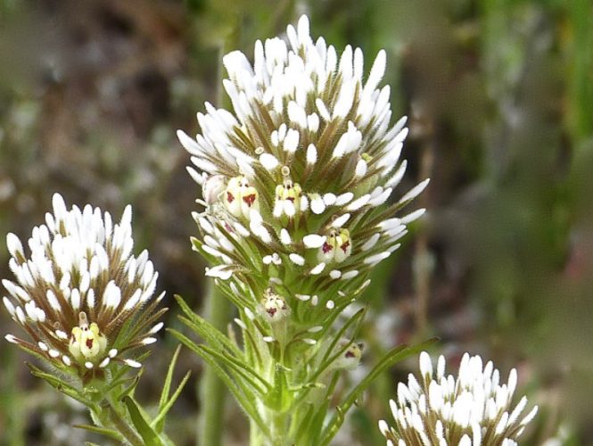 Pallid Owl's Clover