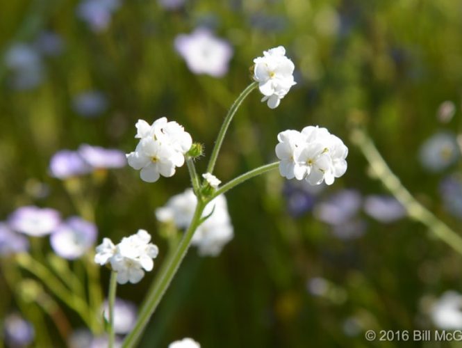 Popcorn Flower