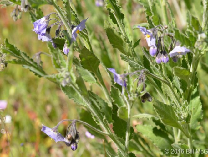 Purple Nightshade