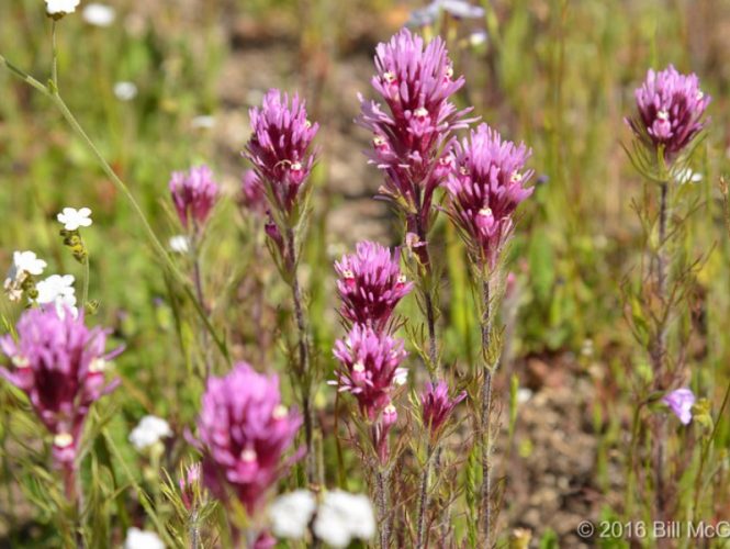 Purple Owl's Clover