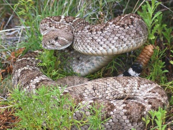 Visitors, members and their pets need to stay alert for rattlesnakes during the warmer months.