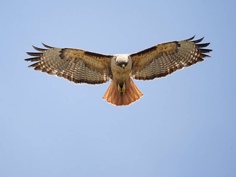 Red-tailed Hawk