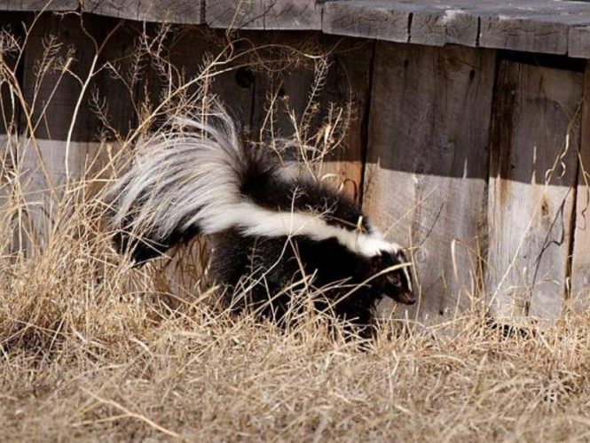 Skunks are not often seen but do occasionally visit our park.
