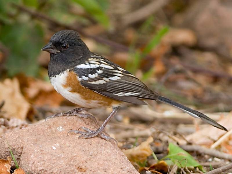 Spotted Towhee