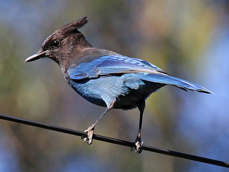 Steller's Jay