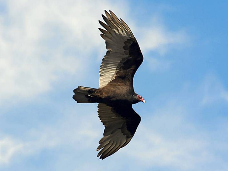 Turkey Vulture