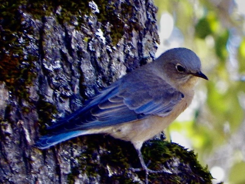 Western Bluebird