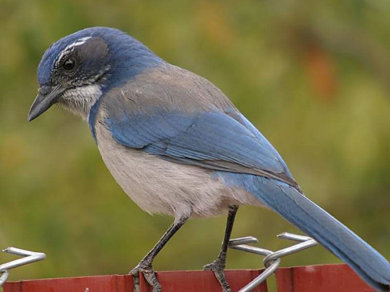 Western Scrub Jay