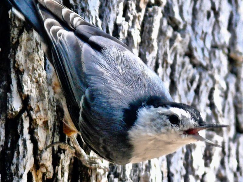 White-breasted Nuthatch