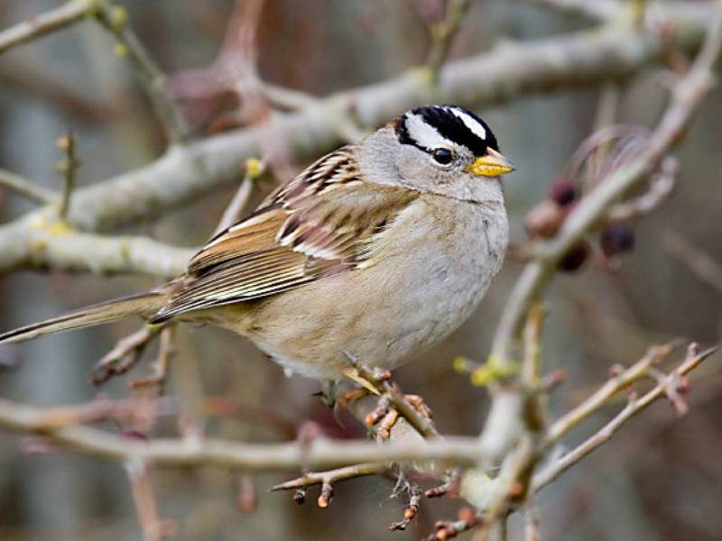 White-crowned Sparrow